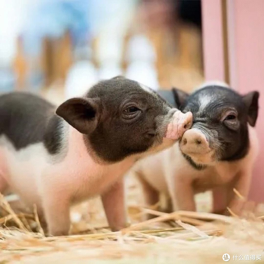 揭秘小香猪不为人知的养殖秘密